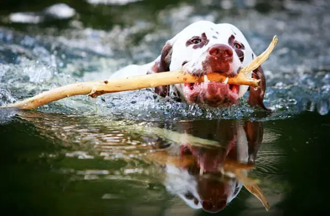 Коричнево-пятнистый далматин купается в реке. Фото: (c) DragoNika www.fotosearch.com