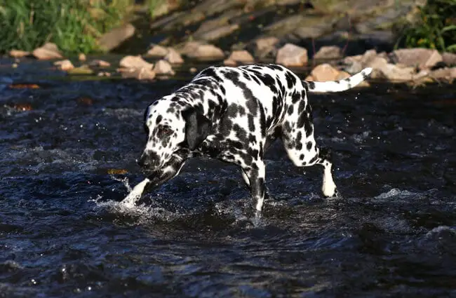 Beautiful Dalmatian crossing the river. Photo by: Maja Dumat https://creativecommons.org/licenses/by/2.0/