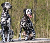 A Stunning Pair Of Dalmatian Dogs. Photo By: Maja Dumat Https://Creativecommons.org/Licenses/By/2.0/