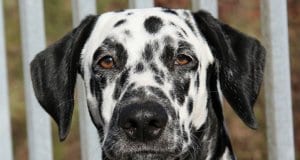 Closeup of the Dalmatian face.Photo by: Maja Dumathttps://creativecommons.org/licenses/by/2.0/
