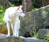Photo Of A Rare White Dingo.photo By: Davidhttps://Creativecommons.org/Licenses/By/2.0/