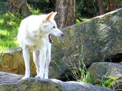 Photo of a rare white dingo.Photo by: Davidhttps://creativecommons.org/licenses/by/2.0/