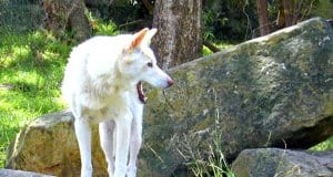 Photo of a rare white dingo.Photo by: Davidhttps://creativecommons.org/licenses/by/2.0/