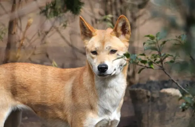 Dingo. Photo by: Teri Tynes https://creativecommons.org/licenses/by/2.0/
