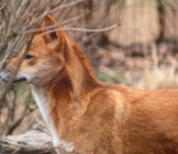 Profile Of A Wild Dingo. Photo By: Teri Tynes Https://Creativecommons.org/Licenses/By/2.0/