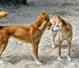 A Pair Of Wild Dingoes.