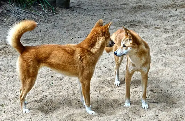 A pair of wild dingoes.