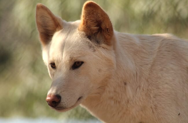 Close up of a wild dingo.