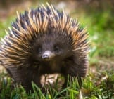 A Short-Beaked Echidna With His Find In The Grass.