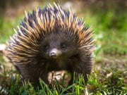 A short-beaked echidna with his find in the grass.