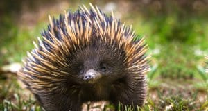A short-beaked echidna with his find in the grass.