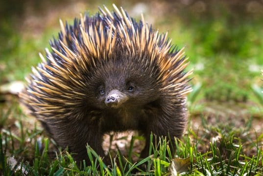 A short-beaked echidna with his find in the grass.