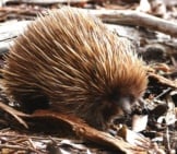 Echidna Searching For Food Between Leaves.
