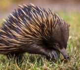 A Short-Beaked Echidna Scavenging For Food.
