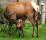 Mother Elk With Her New Baby.
