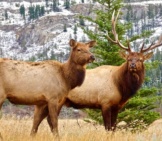 A Mating Pair Of Elk In A Mountain Meadow.