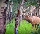 A Bull Elk Photographed Through The Forest.