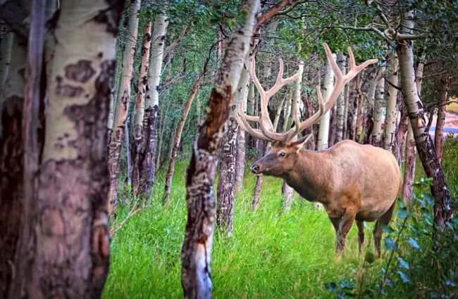 A bull elk photographed through the forest.