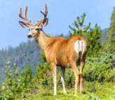 A Bull Elk Standing On A Mountain Hillside.
