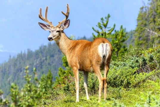 A bull elk standing on a mountain hillside.