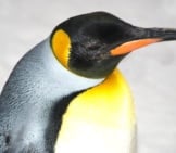 Emperor Penguin In Profile. Photo By: (C) Williamju Www.fotosearch.com 