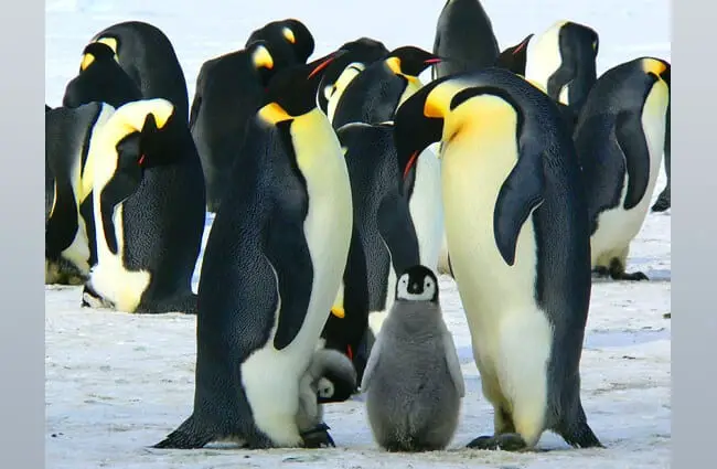 Семья императорских пингвинов.