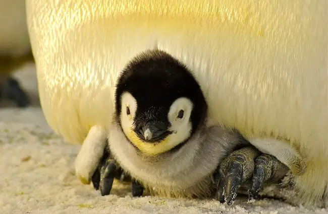 Baby Emperor Penguin peeking out from under his father&#039;s protective mass.