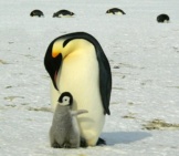 Father And Child Emperor Penguin.