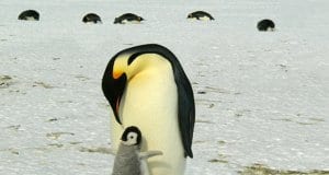 Father and child Emperor Penguin.