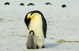 Father and child Emperor Penguin.