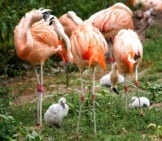 A Flamboyance Of Flamingos -Notice The Grey Chicks!