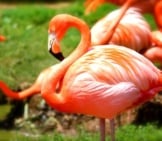 The Stunning Colors Of A Healthy Flamingo.