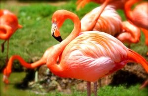 The stunning colors of a healthy flamingo.