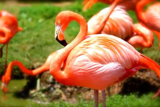 The stunning colors of a healthy flamingo.
