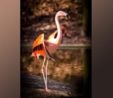 A Flamingo Showing Off His Sleek, Long Legs, And Perfect Balance.