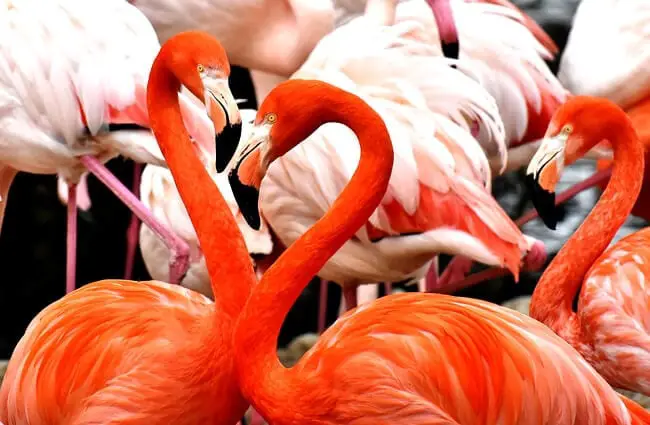 A pair of flamingos in a familiar pose.