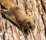 Southern Flying Squirrel Clinging To A Tree. Photo By: (C) Eei_Tony Www.fotosearch.com
