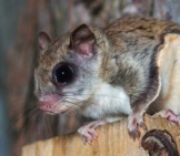 A Flying Squirrel Clings To The Side Of A Tree Near A Corn Feeder. Photo By: (C) Eei_Tony Www.fotosearch.com