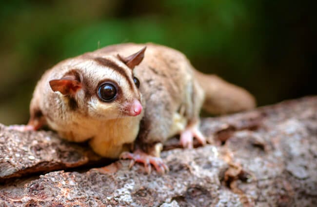 Flying Squirrel - Description, Habitat, Image, Diet, and Interesting Facts