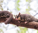 A Pair Of Flying Squirrels On A Tree Branch. Photo By: (C) Rujitop Www.fotosearch.com