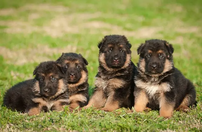 A litter of German shepherd puppies. Photo by: (c) zorandim www.fotosearch.com 
