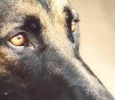 The German Shepherd&#039;S Eyes Shine Bright With Loyalty And Love.