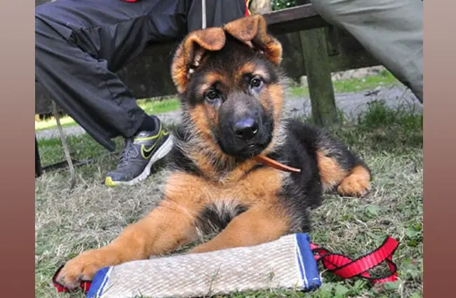 German shepherd puppy. His ears will stand up smartly eventually.