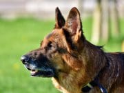 An alert German shepherd during K9 training. He will work as a police dog.