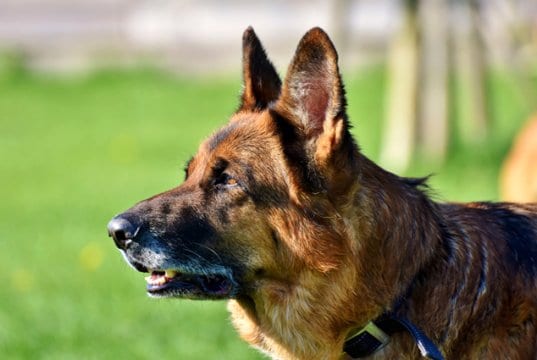 An alert German shepherd during K9 training. He will work as a police dog.