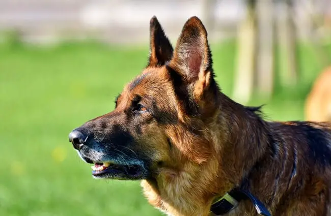 An alert German shepherd during K9 training. He will work as a police dog.