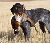 German Wirehaired Pointer With A Rooster Pheasant.photo By: (C) Schlag Www.fotosearch.com