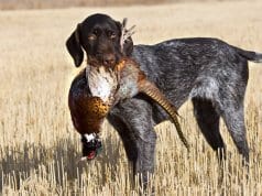 German wirehaired pointer with a Rooster Pheasant.Photo by: (c) schlag www.fotosearch.com