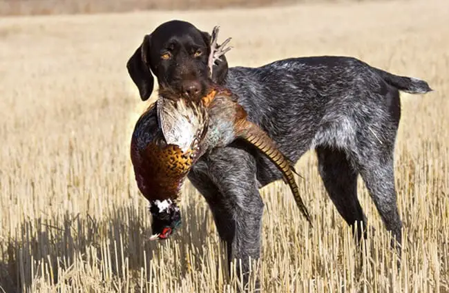 German wirehaired pointer with a Rooster Pheasant.Photo by: (c) schlag www.fotosearch.com