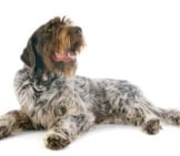 Loving German Wirehaired Pointer. Photo By: (C) Cynoclub Www.fotosearch.com